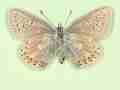 Polyommatus icarus male (aberrant form anticoglomerata + semipersica, verso) (Internet Image property of respective owner, non-commercial use only)